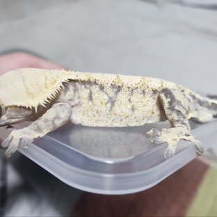 트라이 화이트스팟 노멀