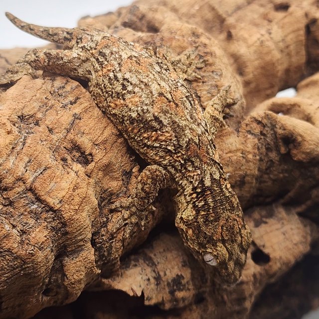 누아나 하이 컬러