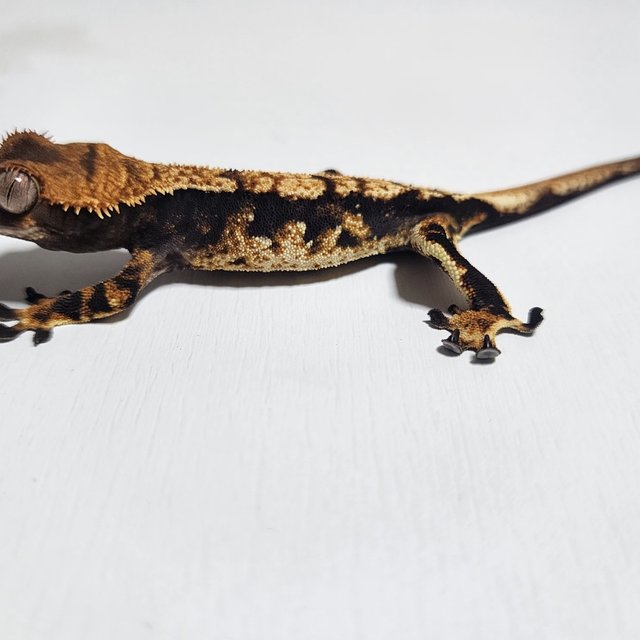 트라이 익스트림할리퀸 화이트