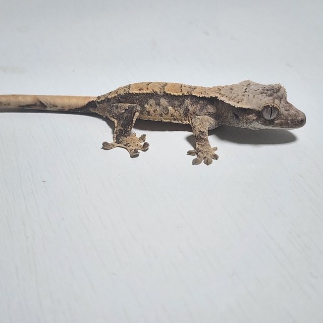 노멀 트라이 익스트림할리퀸 화이트