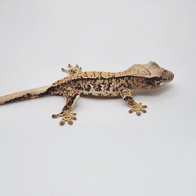 트라이 화이트스팟