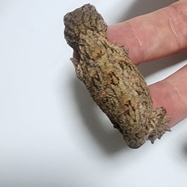 누아나 하이 컬러