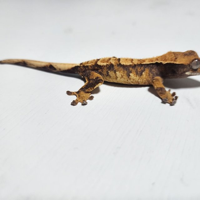 노멀 트라이 익스트림할리퀸