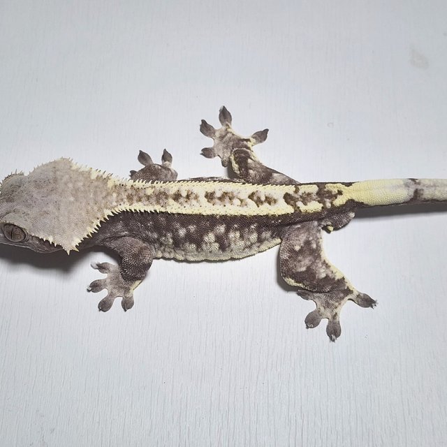 카푸치노 화이트