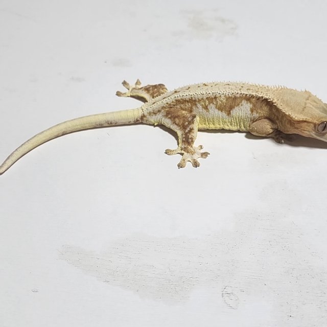 크림 크림시클 릴리화이트