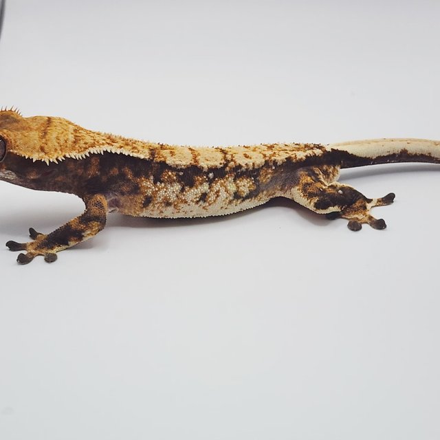 노멀 트라이 익스트림할리퀸 화이트스팟