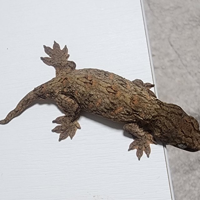 누아나 하이 컬러