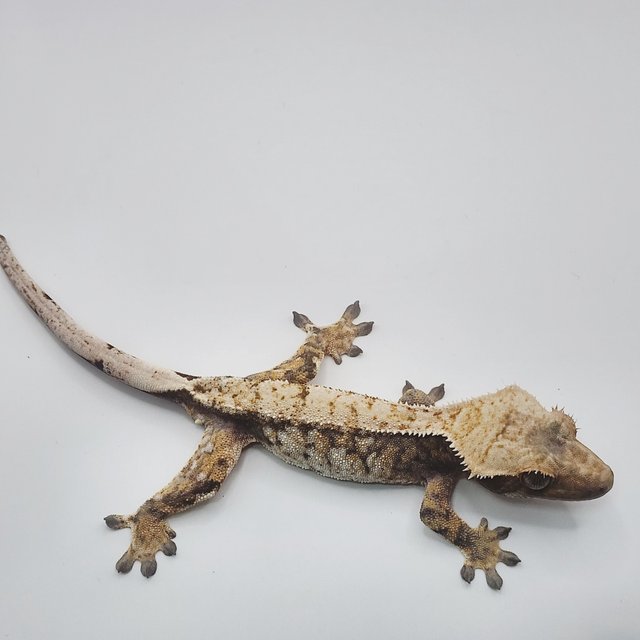 노멀 트라이 익스트림할리퀸 화이트스팟