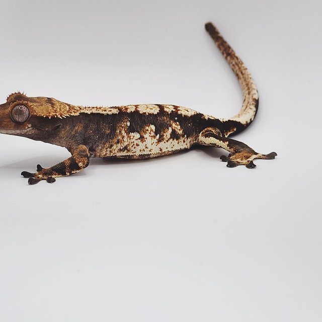 트라이 익스트림할리퀸 화이트