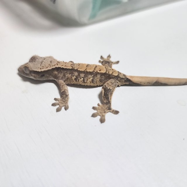 노멀 트라이 익스트림할리퀸 화이트