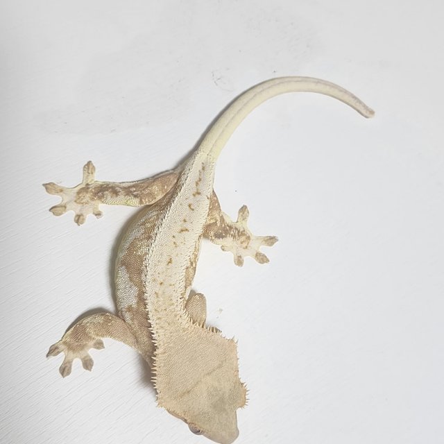 크림 크림시클 릴리화이트