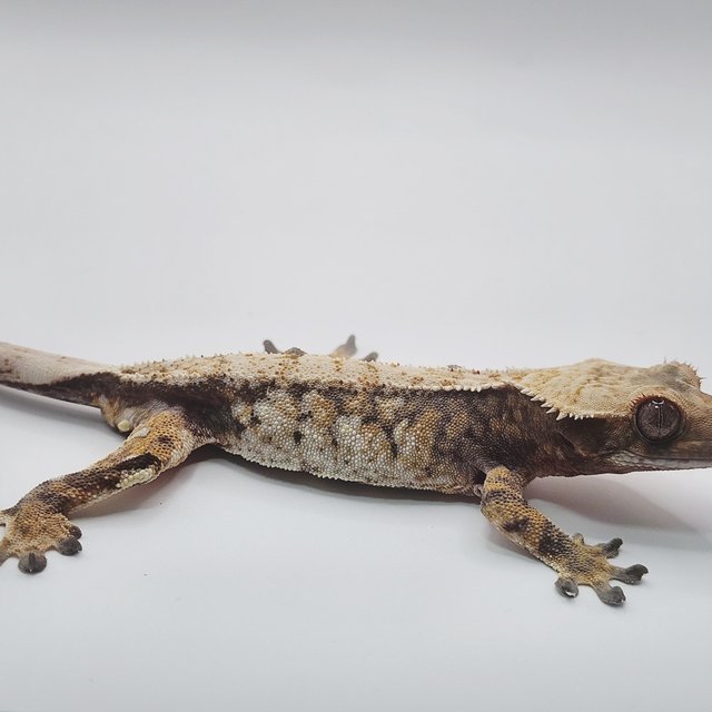 노멀 트라이 익스트림할리퀸 화이트스팟