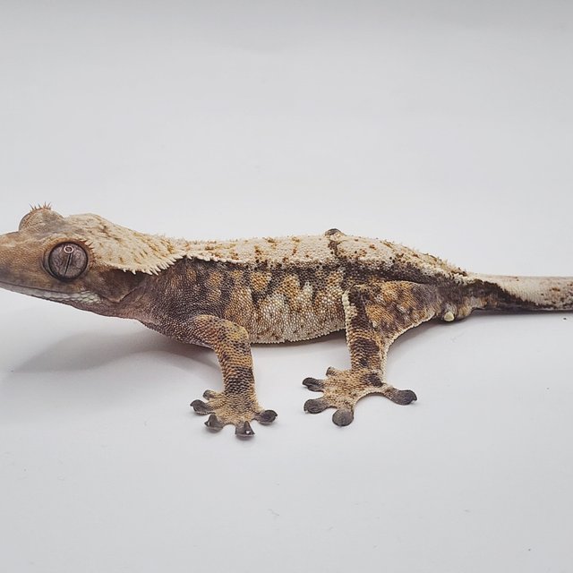 노멀 트라이 익스트림할리퀸 화이트스팟