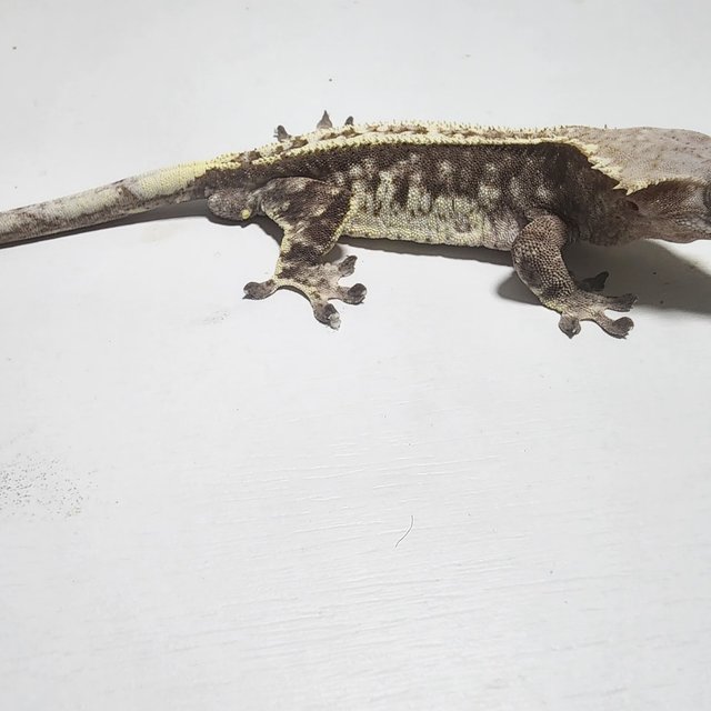 카푸치노 화이트