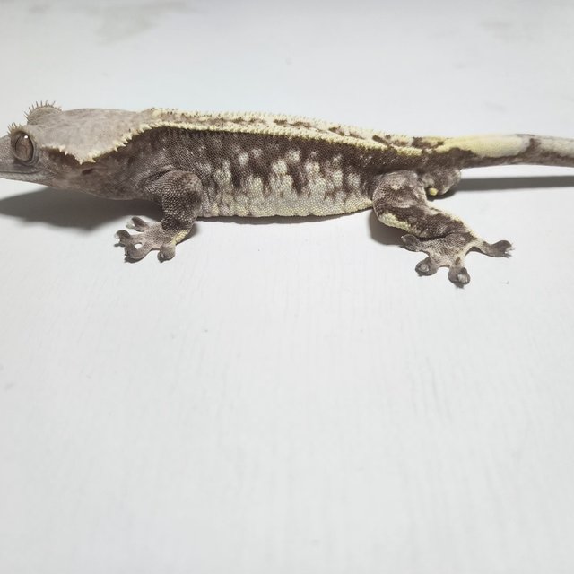 카푸치노 화이트