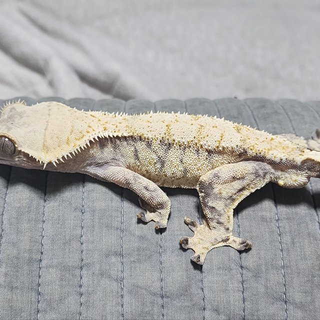 트라이 화이트스팟 노멀