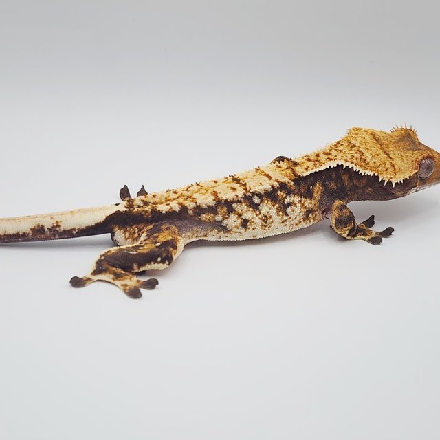 노멀 트라이 익스트림할리퀸 화이트스팟