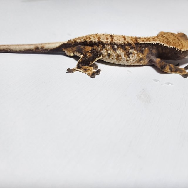 노멀 트라이 익스트림할리퀸 화이트