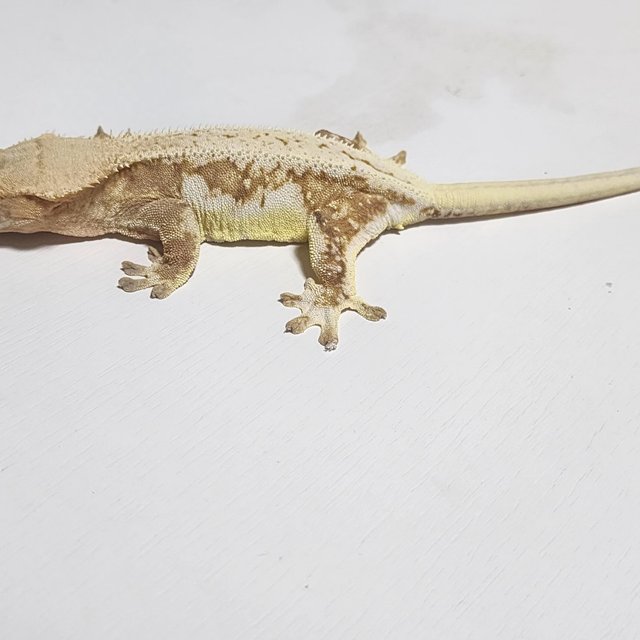 크림 크림시클 릴리화이트