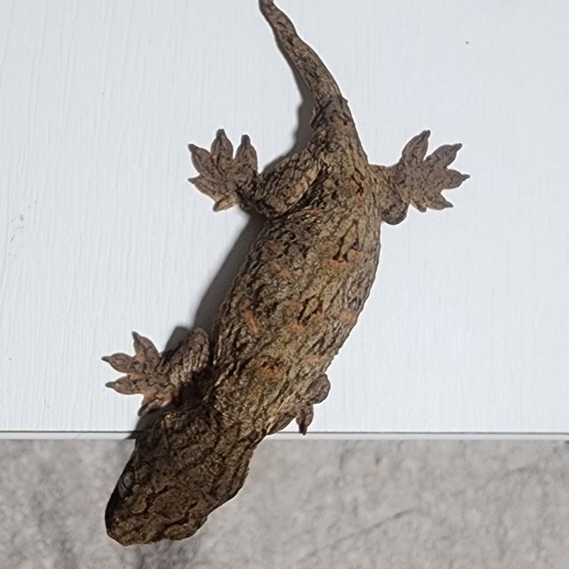 누아나 하이 컬러