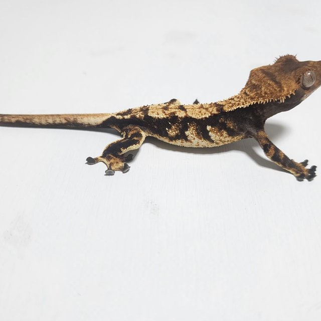 트라이 익스트림할리퀸 화이트