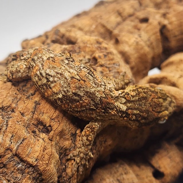 누아나 하이 컬러