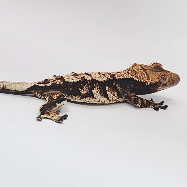 트라이 익스트림할리퀸 화이트