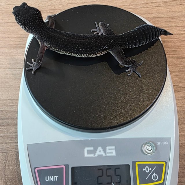 블랙나이트 이클립스