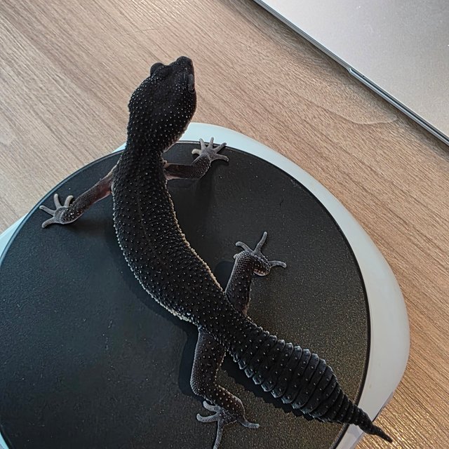 블랙나이트 이클립스