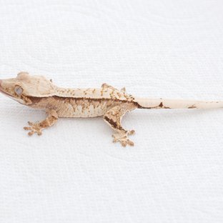 Tri Extreme Harlequin Quad Pinstripe Normal