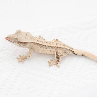 드리피 화이트스팟 트라이 익스트림할리퀸