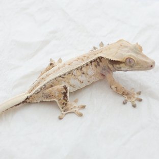 Drippy White Spot Tri Extreme Harlequin Normal