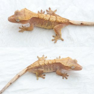 Hypo