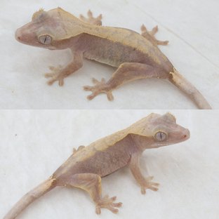 Hypo