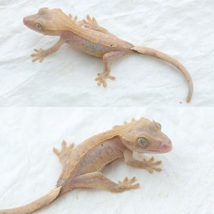 하이포 hs