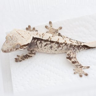 Drippy White Spot Tri Extreme Harlequin