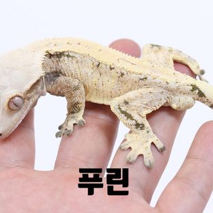 푸린
