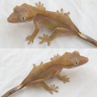 Hypo