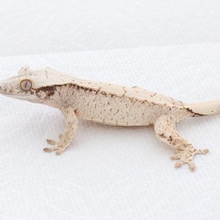 Drippy White Spot Tri Extreme Harlequin Normal