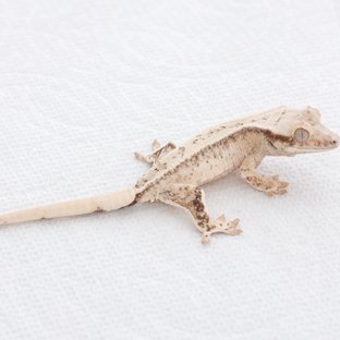 Drippy White Spot Tri Extreme Harlequin Normal