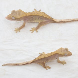Hypo