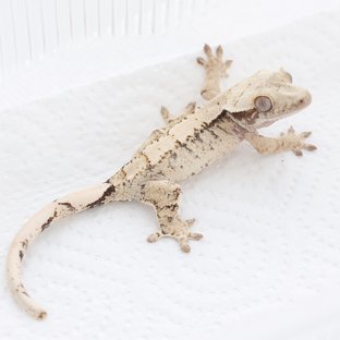 Drippy White Spot Tri Extreme Harlequin