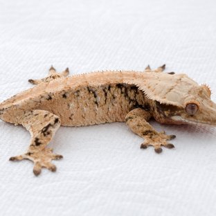 Drippy White Spot Tri Extreme Harlequin