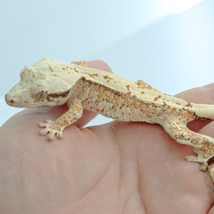 Tri Extreme Harlequin Normal