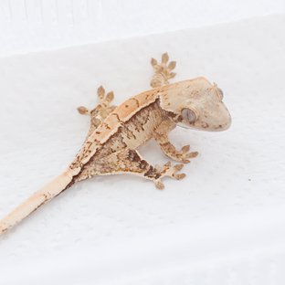 Drippy White Spot Tri Extreme Harlequin Normal