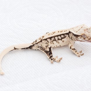 Quad Tri White Spot Normal