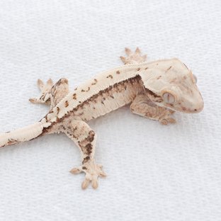 Tri Extreme Harlequin Drippy White Spot Normal