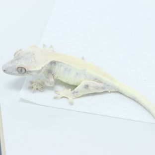 릴리 세이블