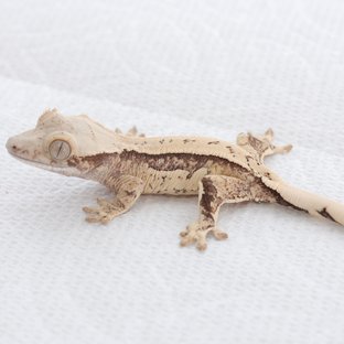 Normal Tri Quad Full Pinstripe