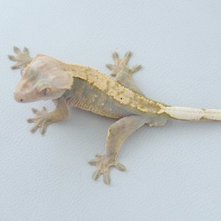 선이포